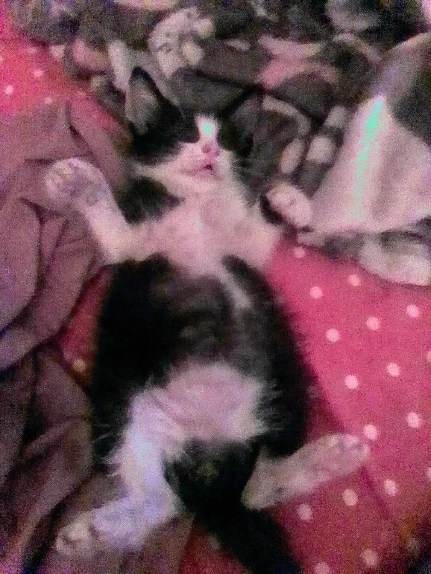 Ricu is registered to the contest to win money with this photo: kitten, cat, animal, pet, lying_down, black_and_white, fur, paw, blanket, cushion, pink, polka_dots, resting, indoor, cozy, cute, small, sleeping, feline, soft
