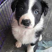 Patatoune a rejoint le concours — aidez-le/la à gagner de superbes lots ! puppy, dog, black_and_white, fur, cute, animal, pet, floor, cage, curious, young, indoor, looking_up, whiskers, nose, ears, paws, close_up, adorable, companion