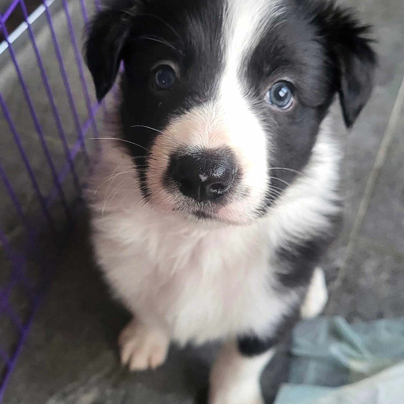 Patatoune a rejoint le concours — aidez-le/la à gagner de superbes lots ! adorable, animal, black_and_white, cage, close_up, companion, curious, cute, dog, ears, floor, fur, indoor, looking_up, nose, paws, pet, puppy, whiskers, young