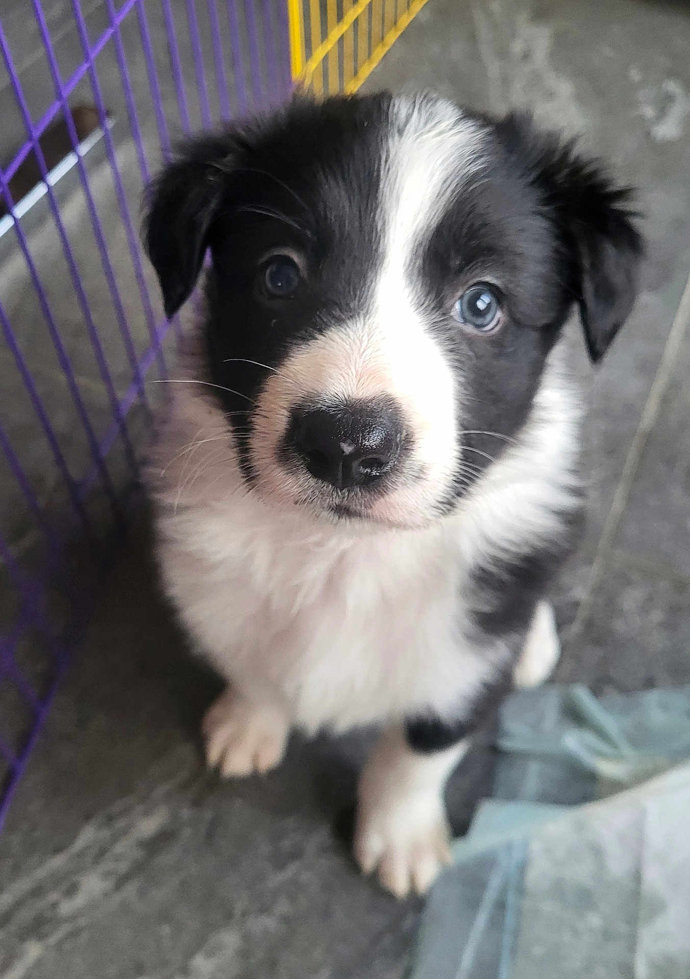 Patatoune a rejoint le concours — aidez-le/la à gagner de superbes lots ! puppy, dog, black_and_white, fur, cute, animal, pet, floor, cage, curious, young, indoor, looking_up, whiskers, nose, ears, paws, close_up, adorable, companion