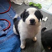 Patatounette participe au concours pour gagner de l'argent avec cette photo : puppy, dog, black_and_white, fluffy, indoor, floor, blanket, toy, curious, pet, animal, young, cute, fur, looking_up, playful, home, domestic, companion, adorable