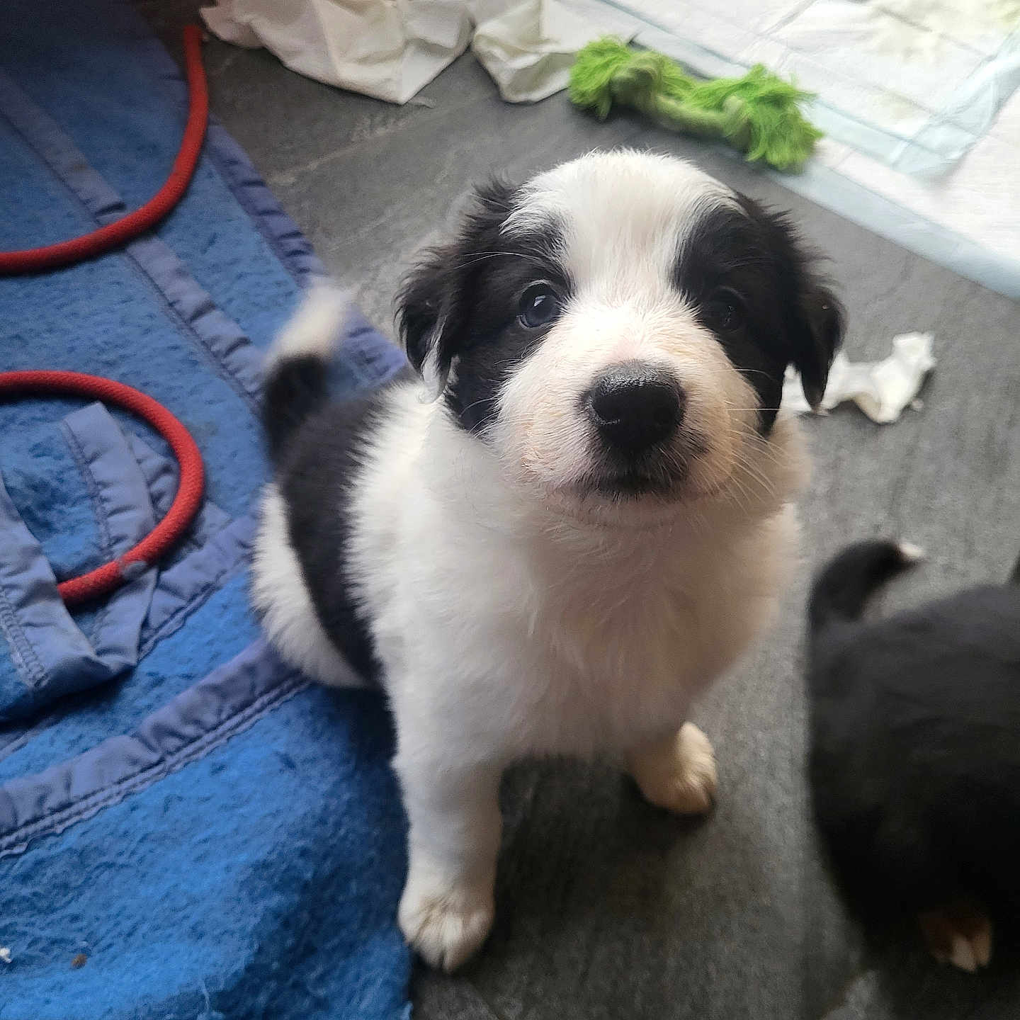 Patatounette participe au concours pour gagner de l'argent avec cette photo : adorable, animal, black_and_white, blanket, companion, curious, cute, dog, domestic, floor, fluffy, fur, home, indoor, looking_up, pet, playful, puppy, toy, young