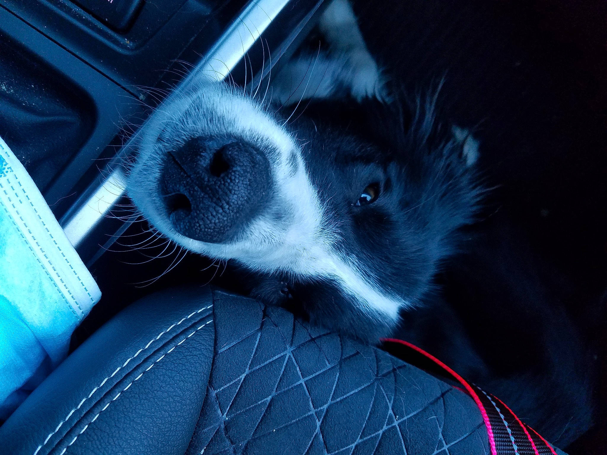 Fury participe au concours pour gagner de l'argent avec cette photo : auto_part, bone, canidae, carnivore, companion_dog, darkness, dog, dog_breed, electric_blue, fur, grey, snout, sporting_group, tints_and_shades, whiskers