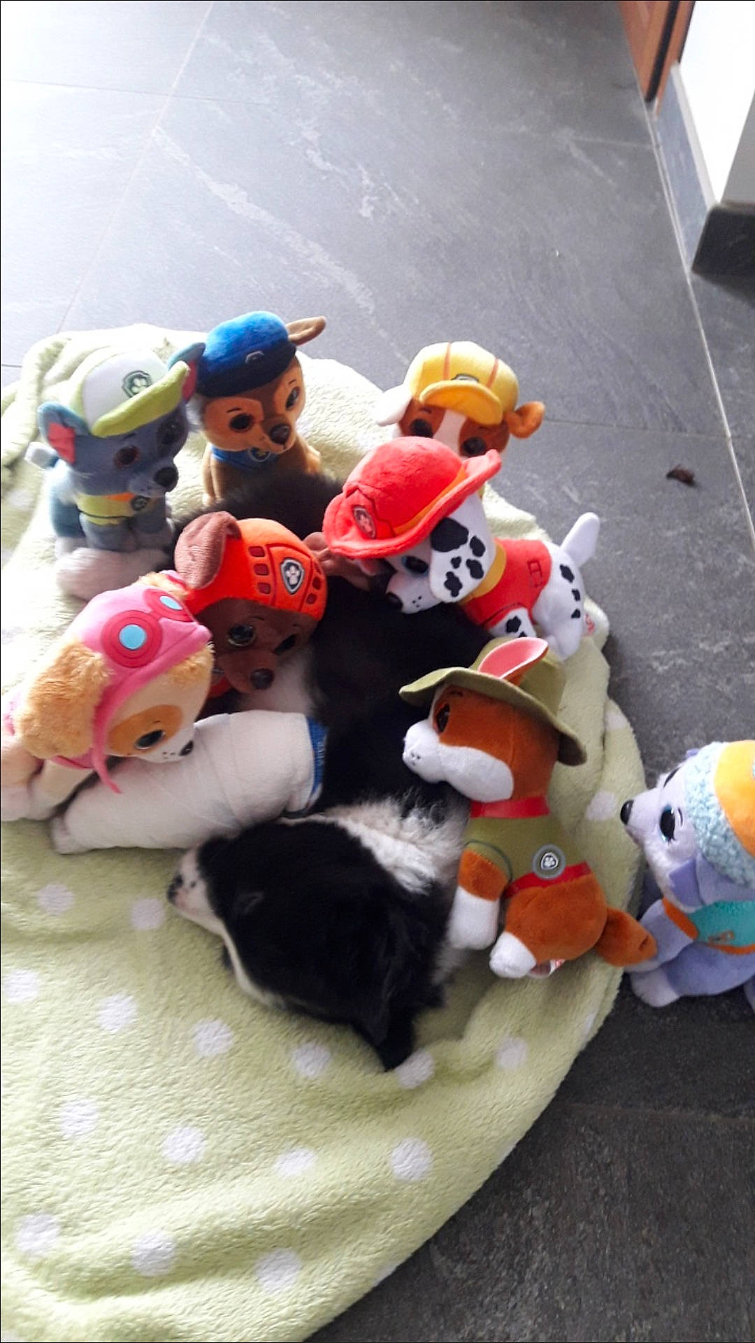 Fury participe au concours pour gagner de l'argent avec cette photo : baby_toys, carmine, child, collection, doll, fictional_character, figurine, fur, pattern, plastic, plush, recreation, room, stuffed_toy, textile, toy