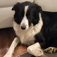 Fury a rejoint le concours — aidez-le/la à gagner de superbes lots ! dog, black_and_white, border_collie, indoor, floor, couch, pet, animal, fur, paws, relaxed, laying_down, wood_floor, muzzle, ears, canine, domestic_animal, companion, resting, home