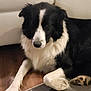 dog, black_and_white, border_collie, indoor, floor, couch, pet, animal, fur, paws, relaxed, laying_down, wood_floor, muzzle, ears, canine, domestic_animal, companion, resting, home