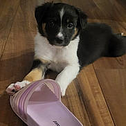 Arès participe au concours pour gagner de l'argent avec cette photo : puppy, dog, black_and_white, floor, wooden_floor, sandal, paw, pet, indoor, cute, playful, animal, young_dog, lying_down, pink_sandal, close_up, domestic_animal, fur, toy, footwear
