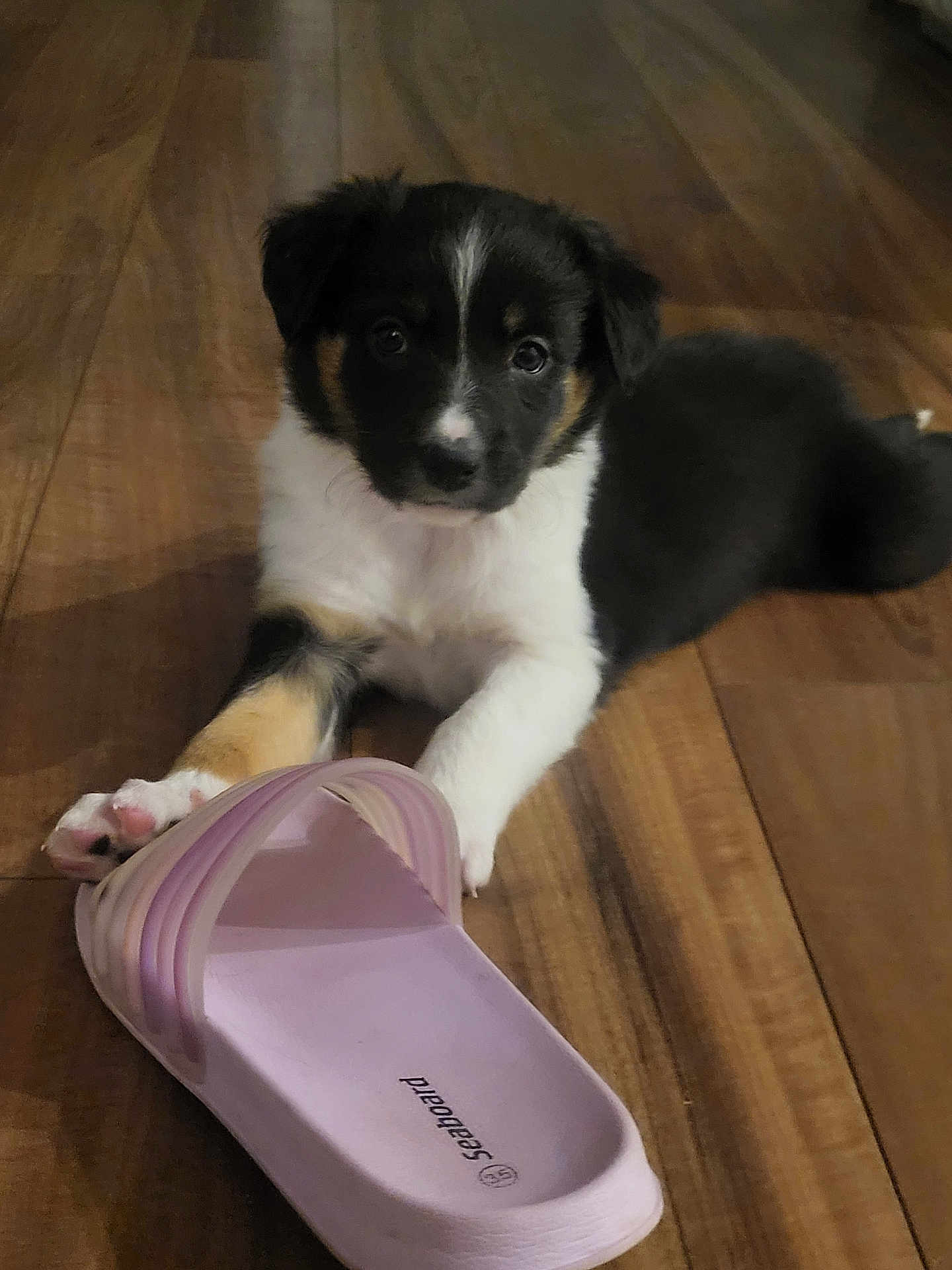 Arès participe au concours pour gagner de l'argent avec cette photo : puppy, dog, black_and_white, floor, wooden_floor, sandal, paw, pet, indoor, cute, playful, animal, young_dog, lying_down, pink_sandal, close_up, domestic_animal, fur, toy, footwear