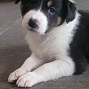 Aïko participe au concours pour gagner de l'argent avec cette photo : puppy, dog, black_and_white, lying_down, floor, tile_floor, wicker_basket, bag, flower_pattern, cute, pet, indoor, young_dog, fur, animal, domestic_animal, small_dog, looking_up, portrait, canine