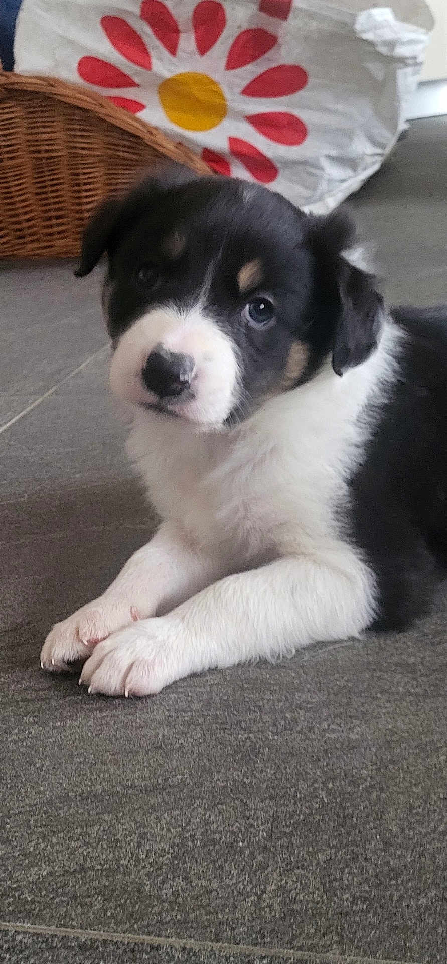 Aïko participe au concours pour gagner de l'argent avec cette photo : puppy, dog, black_and_white, lying_down, floor, tile_floor, wicker_basket, bag, flower_pattern, cute, pet, indoor, young_dog, fur, animal, domestic_animal, small_dog, looking_up, portrait, canine