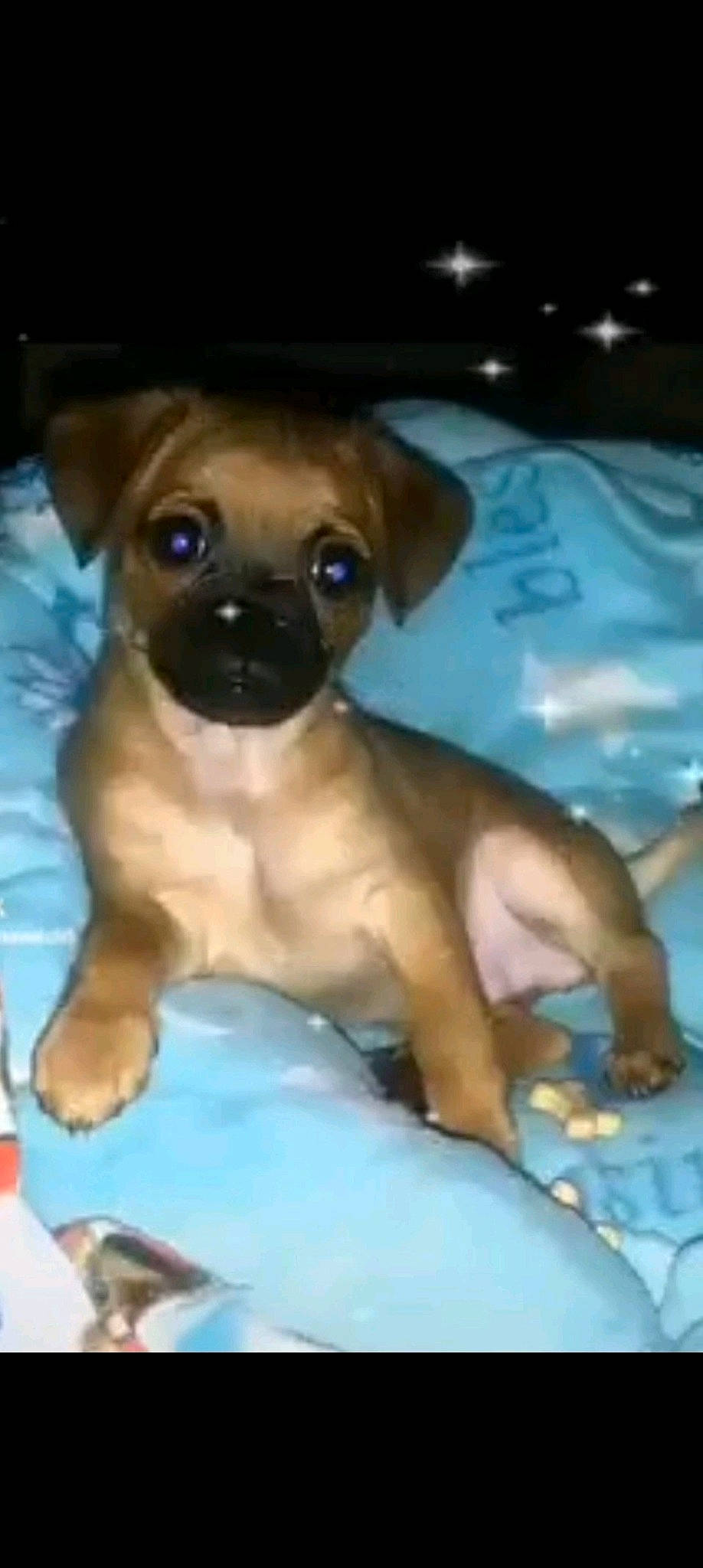 King is registered to the contest to win money with this photo: ancient_dog_breeds, bottle, canidae, carnivore, companion_dog, dog, dog_breed, dog_supply, fawn, liver, non_sporting_group, paw, puppy, snout, sporting_group, terrestrial_animal, toy_dog, working_animal, wrinkle