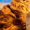 cat, fluffy, orange_fur, window, lace_curtains, sunlight, pet, animal, portrait, feline, domestic_cat, sitting, looking_away, indoor, closeup, whiskers, ears, tail, fur_texture, relaxed
