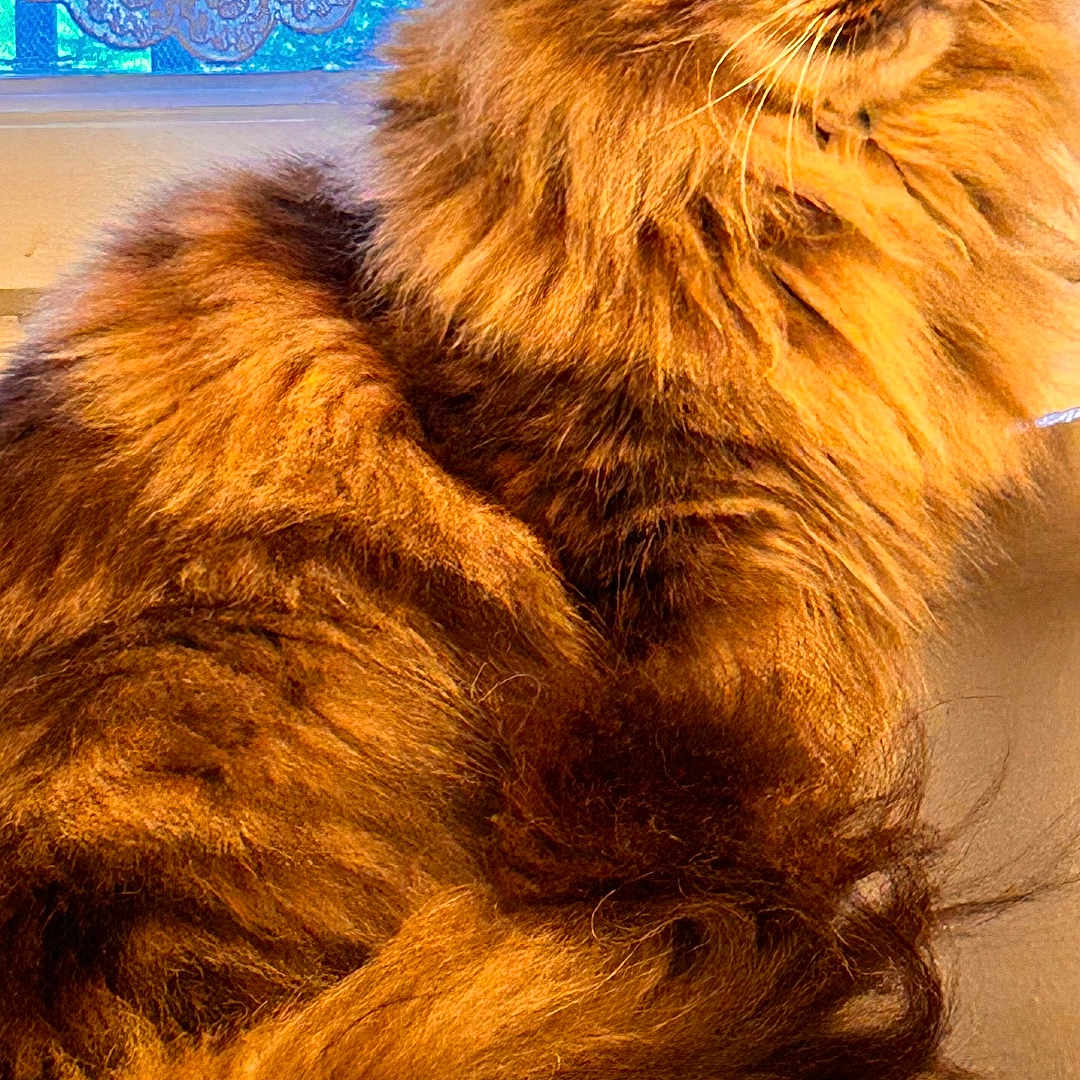Sursha a rejoint le concours — aidez-le/la à gagner de superbes lots ! cat, fluffy, orange_fur, window, lace_curtains, sunlight, pet, animal, portrait, feline, domestic_cat, sitting, looking_away, indoor, closeup, whiskers, ears, tail, fur_texture, relaxed
