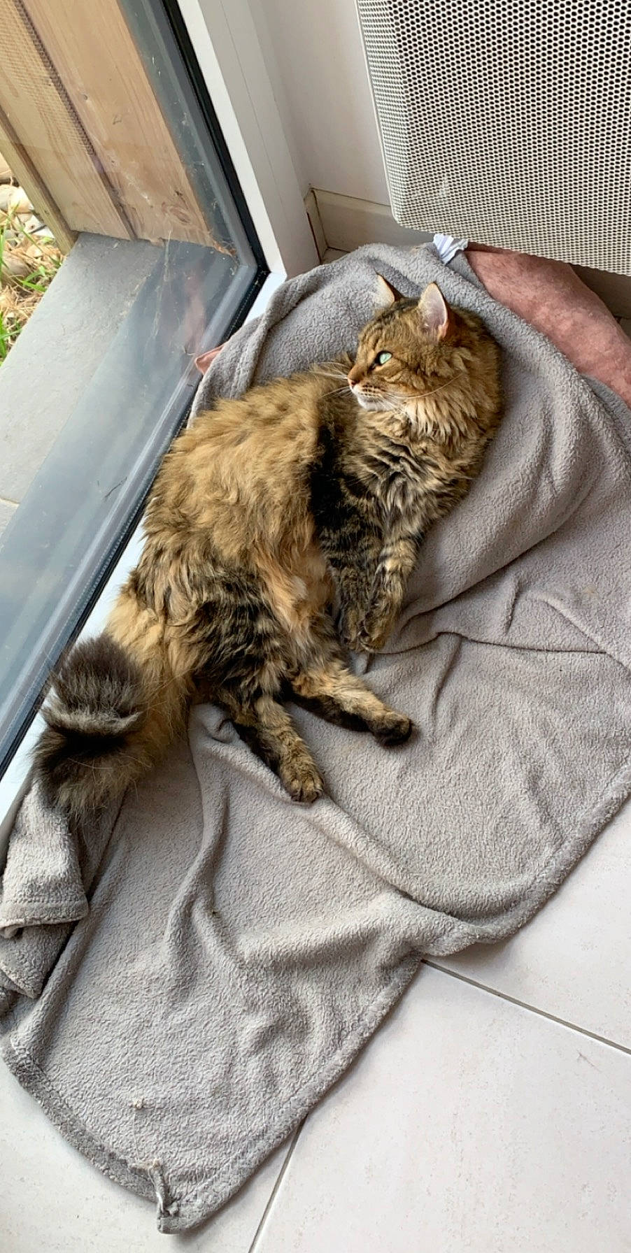 Nao participe au concours pour gagner de l'argent avec cette photo : american_bobtail, asian, california_spangled, carnivore, cat, claw, domestic_short_haired_cat, dragon_li, european_shorthair, felidae, fur, kitten, nap, ocicat, pixie_bob, sleep, small_to_medium_sized_cats, tabby_cat, whiskers, wild_cat