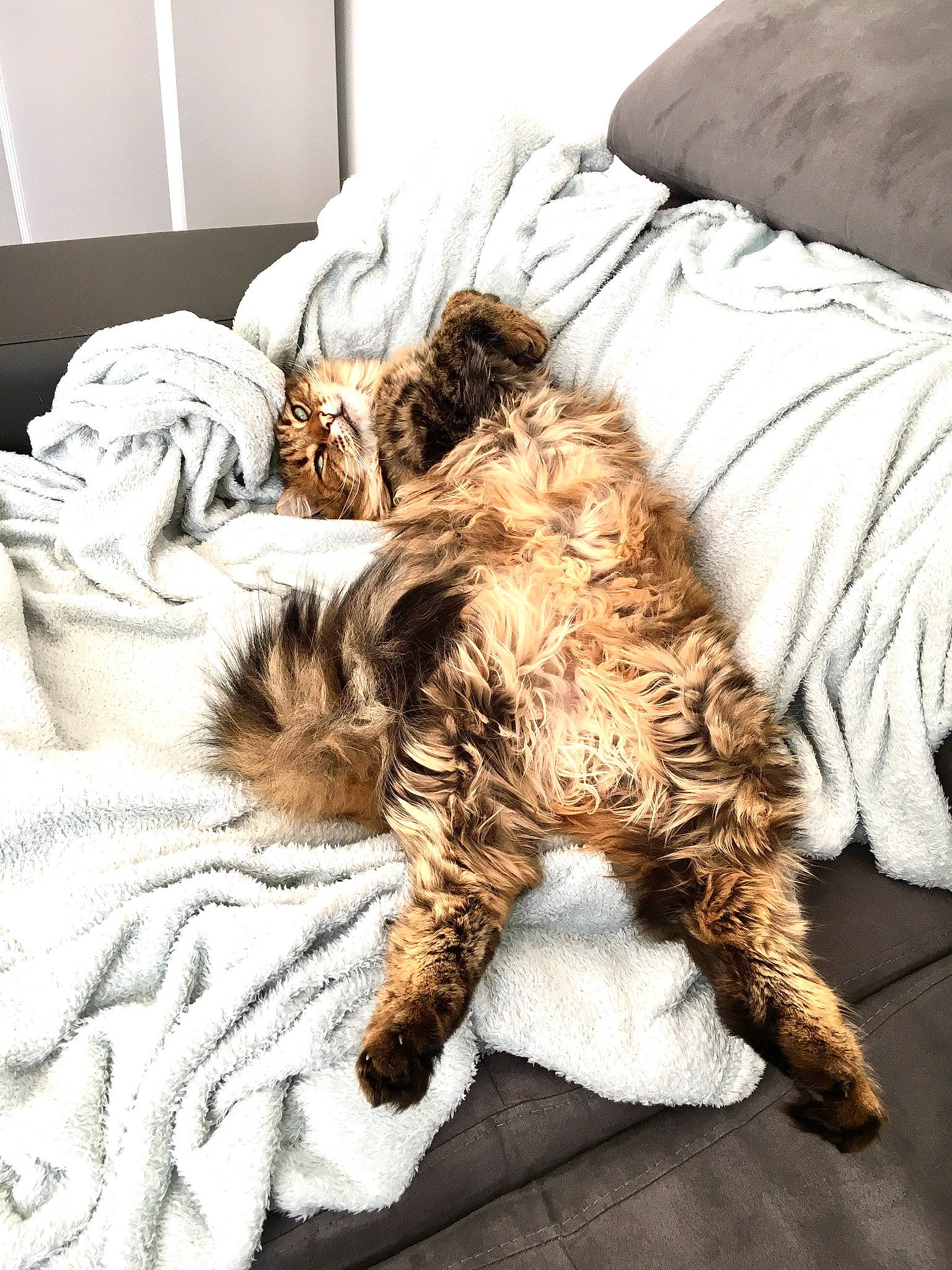 Nao a rejoint le concours — aidez-le/la à gagner de superbes lots ! canidae, carnivore, cat, cavapoo, cockapoo, felidae, fur, lagotto_romagnolo, nap, paw, sleep, small_to_medium_sized_cats, sporting_group