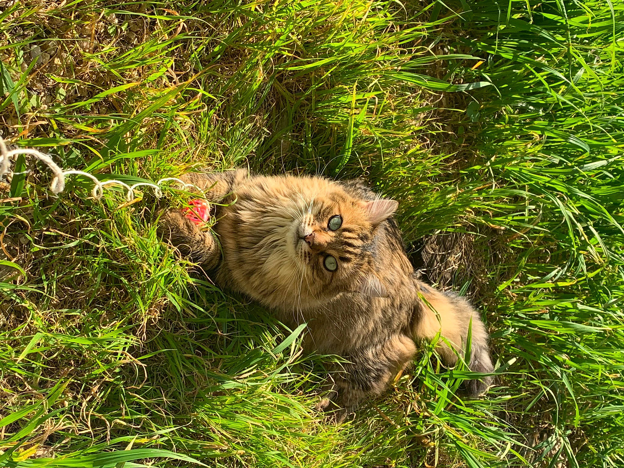 Nao participe au concours pour gagner de l'argent avec cette photo : carnivore, cat, felidae, glen_of_imaal_terrier, grass, organism, plant, wild_cat, wildlife