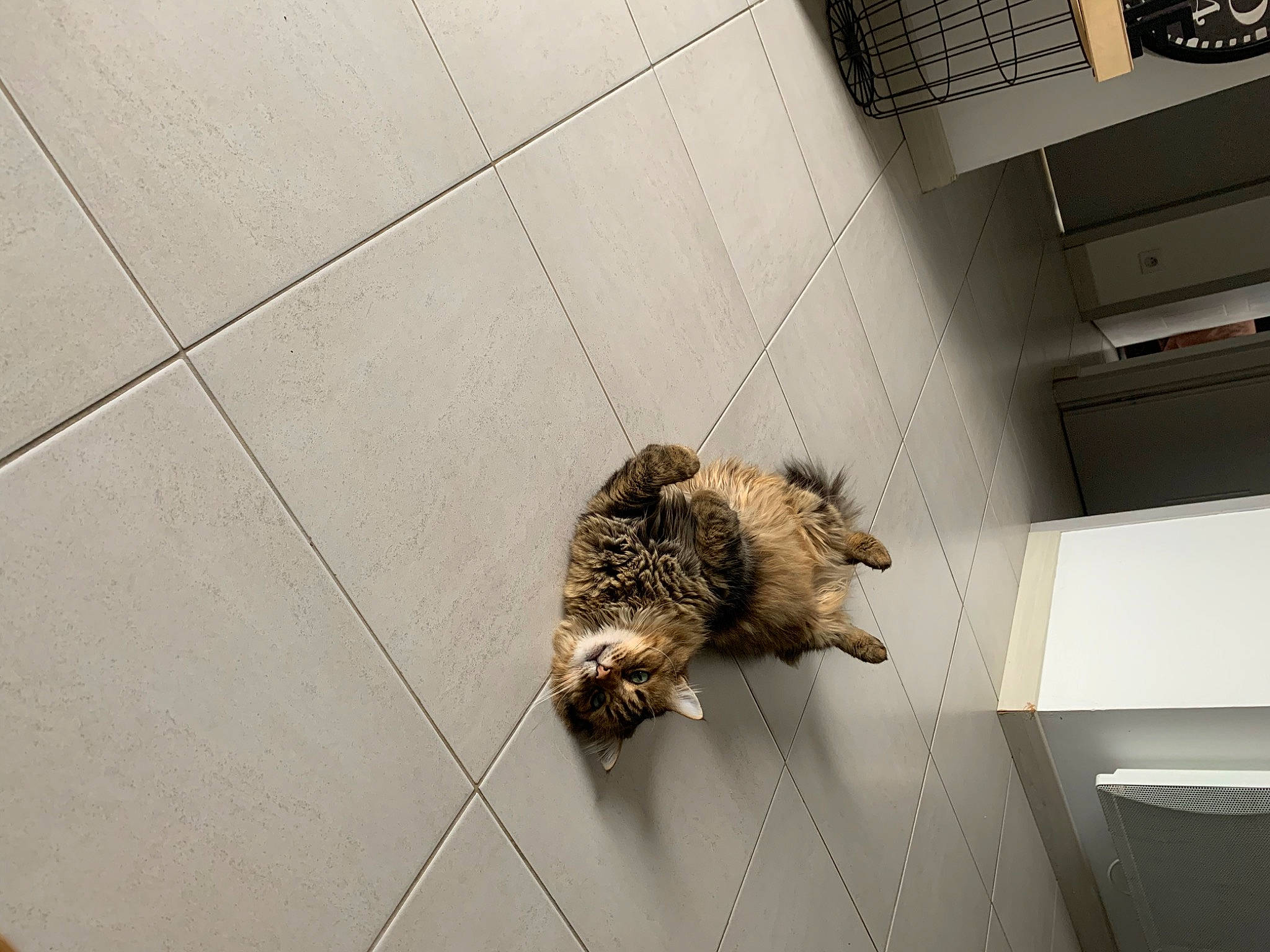 Nao a rejoint le concours — aidez-le/la à gagner de superbes lots ! cairn_terrier, canidae, carnivore, dog, dog_breed, floor, sporting_group, tile