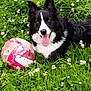 animal, ball, black_and_white, border_collie, canine, clover, dog, ears, field, flowers, fur, grass, happy, muzzle, nature, outdoor, pet, playful, summer, tongue_out
