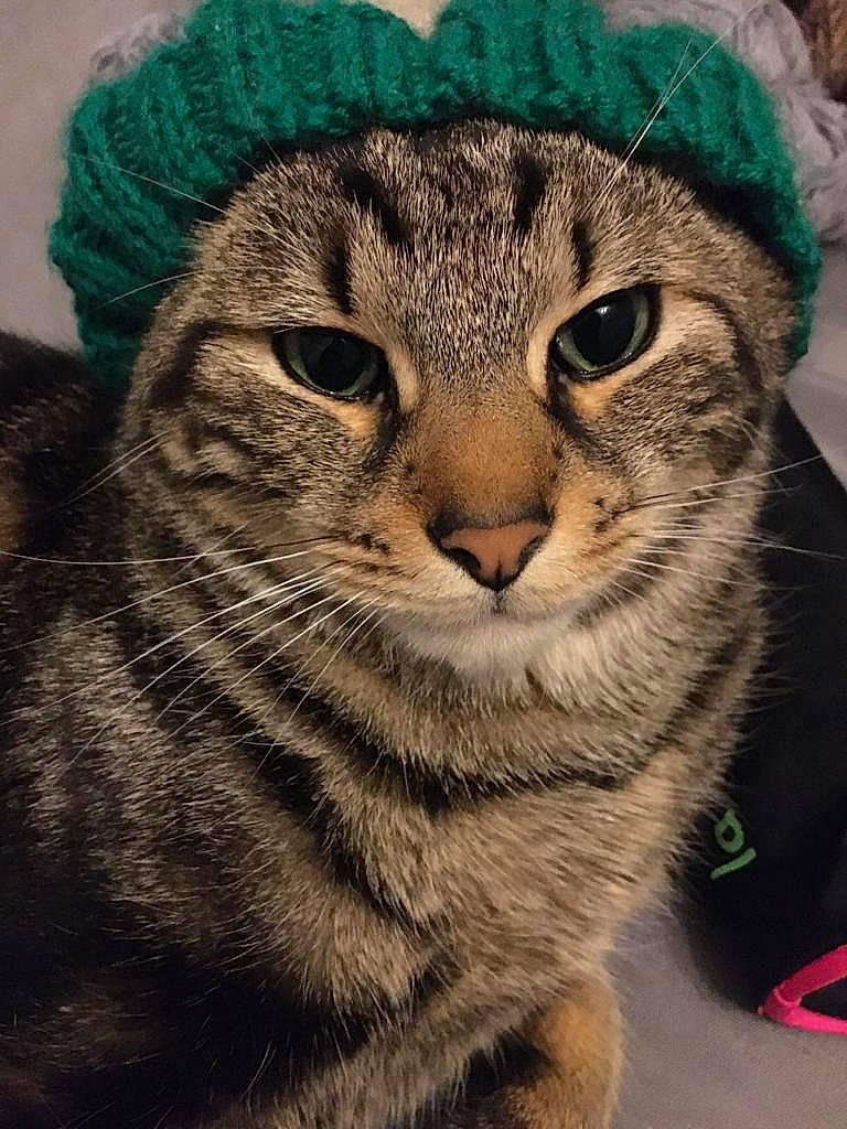 Anakin a rejoint le concours — aidez-le/la à gagner de superbes lots ! american_curl, american_shorthair, asian, california_spangled, carnivore, cat, chausie, domestic_short_haired_cat, dragon_li, egyptian_mau, european_shorthair, felidae, mammal, ocicat, pixie_bob, small_to_medium_sized_cats, snout, tabby_cat, vertebrate, whiskers