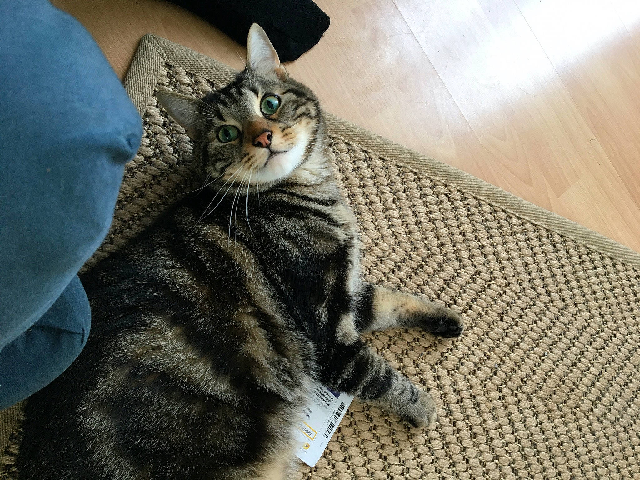 Anakin participe au concours pour gagner de l'argent avec cette photo : american_shorthair, american_wirehair, asian, california_spangled, carnivore, cat, claw, domestic_short_haired_cat, dragon_li, egyptian_mau, european_shorthair, felidae, fur, mammal, paw, pixie_bob, small_to_medium_sized_cats, snout, tabby_cat, whiskers