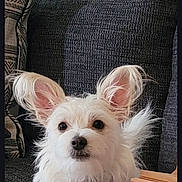Levi joined the competition — help win amazing prizes! animal, ball, closeup, companion, couch, cozy, cute, dog, ear, fluffy, furniture, home, indoor, person_arm, pet, relaxing, sofa, texture, toy, white_dog