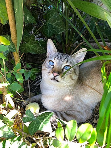 Oreo participe au concours pour gagner de l'argent avec cette photo : carnivore, cat, domestic_short_haired_cat, fawn, felidae, fur, grass, groundcover, herbaceous_plant, leaf, plant, plant_stem, small_to_medium_sized_cats, snout, terrestrial_animal, terrestrial_plant, whiskers, wildlife