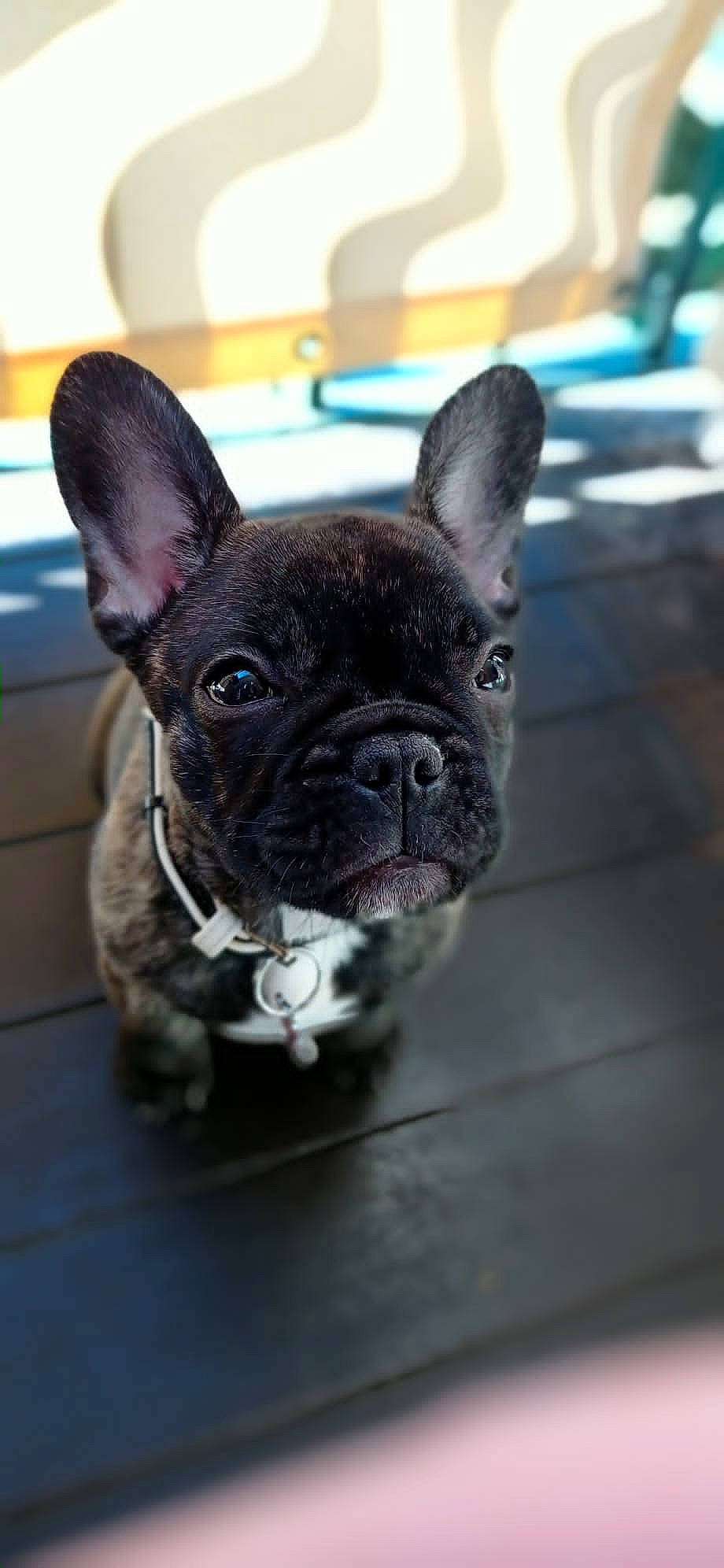 Laska a rejoint le concours — aidez-le/la à gagner de superbes lots ! bulldog, canidae, carnivore, collar, companion_dog, dog, dog_breed, dog_collar, ear, fawn, french_bulldog, grass, non_sporting_group, snout, sporting_group, terrestrial_animal, toy_dog, whiskers, working_animal, wrinkle