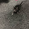 Lily is registered to the contest to win money with this photo: kitten, cat, gray_cat, indoor, carpet, toy, pink_toy, purple_ball, pet, cute, small, fur, whiskers, playful, young, animal, feline, paws, tail, meowing