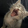 kitten, cat, yawning, cute, fluffy, pet, animal, feline, whiskers, tongue, teeth, sleepy, domestic_cat, closeup, young, indoor, soft_light, adorable, small, fur