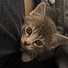 Lily is registered to the contest to win money with this photo: kitten, cat, pet, animal, cute, fur, whiskers, ears, eyes, indoor, cozy, bed, blanket, soft, young, small, curious, looking_up, closeup, adorable