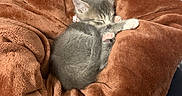 Lily is registered to the contest to win money with this photo: kitten, cat, sleeping, brown_blanket, cozy, soft, fur, pink_paws, resting, cute, pet, indoor, animal, comfort, nap, small, feline, blanket, warm, adorable