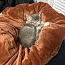 kitten, cat, sleeping, brown_blanket, cozy, soft, fur, pink_paws, resting, cute, pet, indoor, animal, comfort, nap, small, feline, blanket, warm, adorable