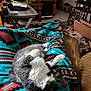 cat, blanket, patterned_textile, living_room, furniture, rug, cardboard_box, aquarium, side_table, remote_control, cozy, nap, pet, grey_white_cat, indoor, couch, throw_blanket, decorations, shelves, knickknacks