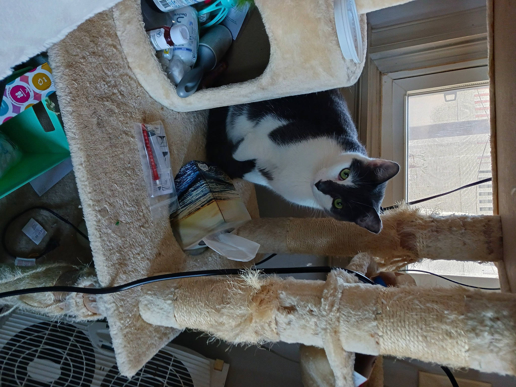 Charles joined the competition — help win amazing prizes! animal_shelter, box, canidae, carnivore, cat, domestic_short_haired_cat, felidae, fur, house, mammal, pet_supply, shipping_box, small_to_medium_sized_cats, sporting_group, tail, terrestrial_animal, vertebrate, whiskers, window, wood