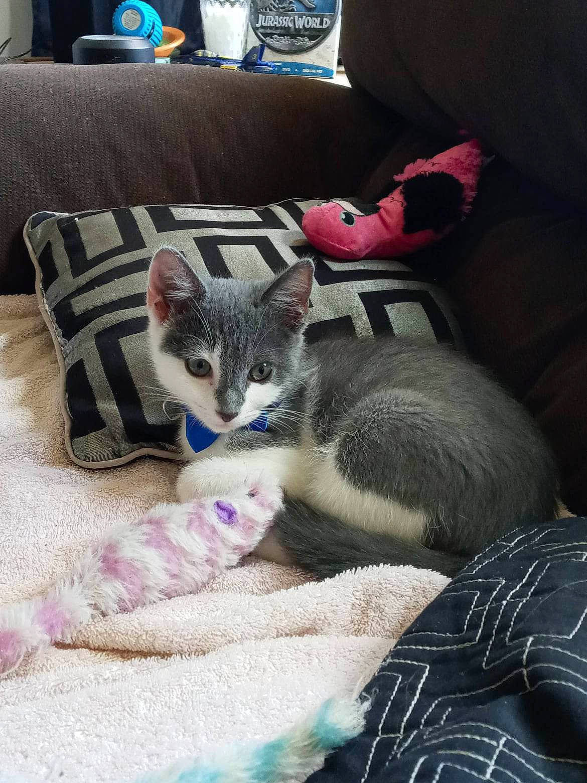 Charles joined the competition — help win amazing prizes! blanket, carnivore, cat, claw, comfort, couch, domestic_short_haired_cat, felidae, fur, grey, linens, nap, paw, remote_control, room, sitting, small_to_medium_sized_cats, tail, throw_pillow, whiskers