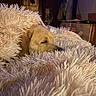 Shepherd participe au concours pour gagner de l'argent avec cette photo : animal, bedroom, blanket, canine, closeup, comfort, cozy, dog, domestic, fluffy, fur, indoor, nap, peaceful, pet, relaxation, resting, sleeping, soft, warm