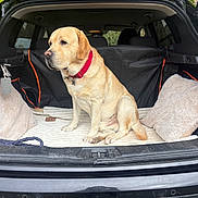 Shepherd a rejoint le concours — aidez-le/la à gagner de superbes lots ! animal, blanket, canine, car, collar, companion, cushion, daytime, dog, fur, labrador, leisure, mammal, outdoor, pet, resting, sitting, transport, trunk, vehicle