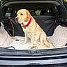 animal, blanket, canine, car, collar, companion, cushion, daytime, dog, fur, labrador, leisure, mammal, outdoor, pet, resting, sitting, transport, trunk, vehicle