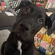 Kobe is registered to the contest to win money with this photo: black_dog, dog, pet, indoor, living_room, couch, cushion, quilt, curious, head_tilt, animal, fur, companion, domestic_animal, mammal, eyes, snout, ears, white_patch, floor