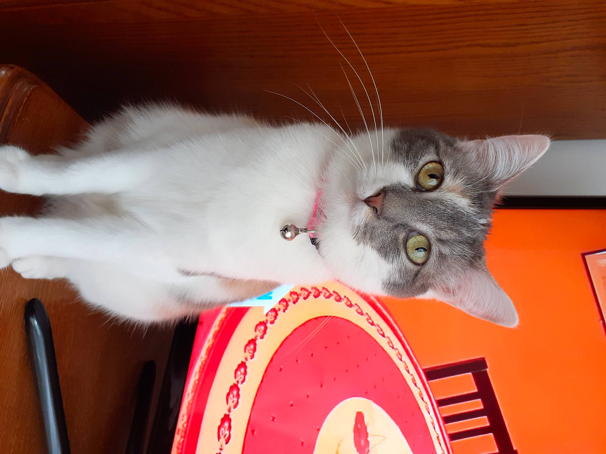 Poopy a rejoint le concours — aidez-le/la à gagner de superbes lots ! carmine, carnivore, cat, cat_supply, cat_toy, claw, domestic_short_haired_cat, fang, fawn, felidae, fur, paw, small_to_medium_sized_cats, snout, tail, whiskers