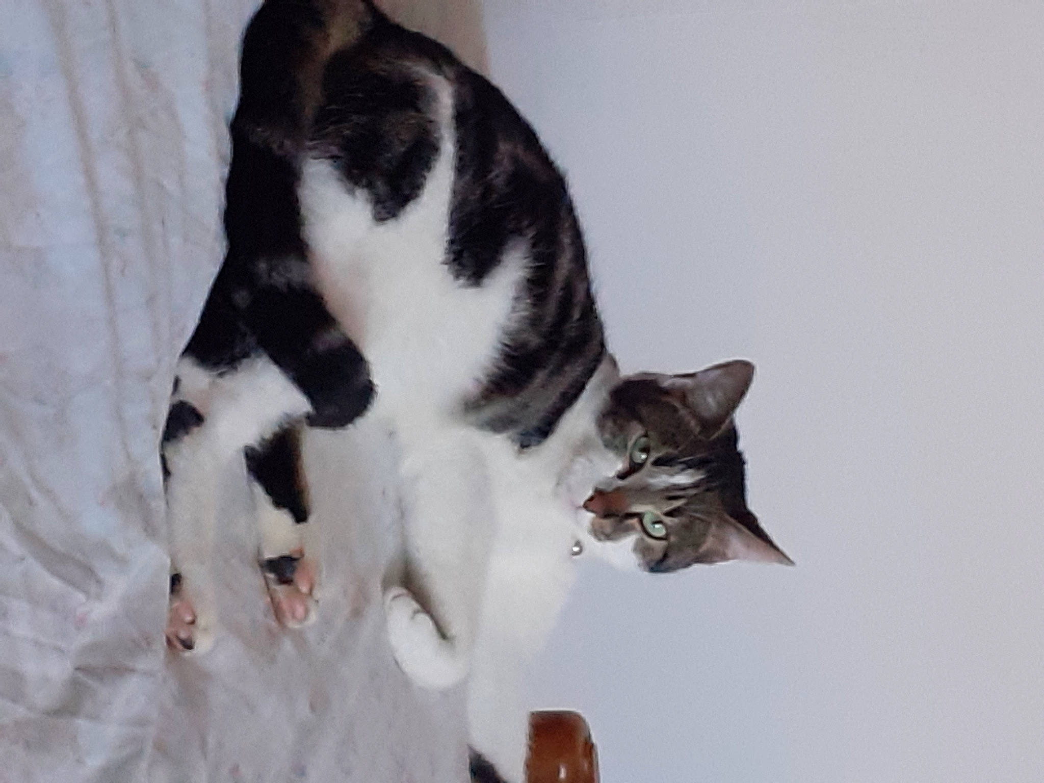 Otto a rejoint le concours — aidez-le/la à gagner de superbes lots ! carnivore, cat, comfort, domestic_short_haired_cat, felidae, formal_wear, fur, monochrome_photography, paw, small_to_medium_sized_cats, snout, tail, terrestrial_animal, tree, whiskers, window