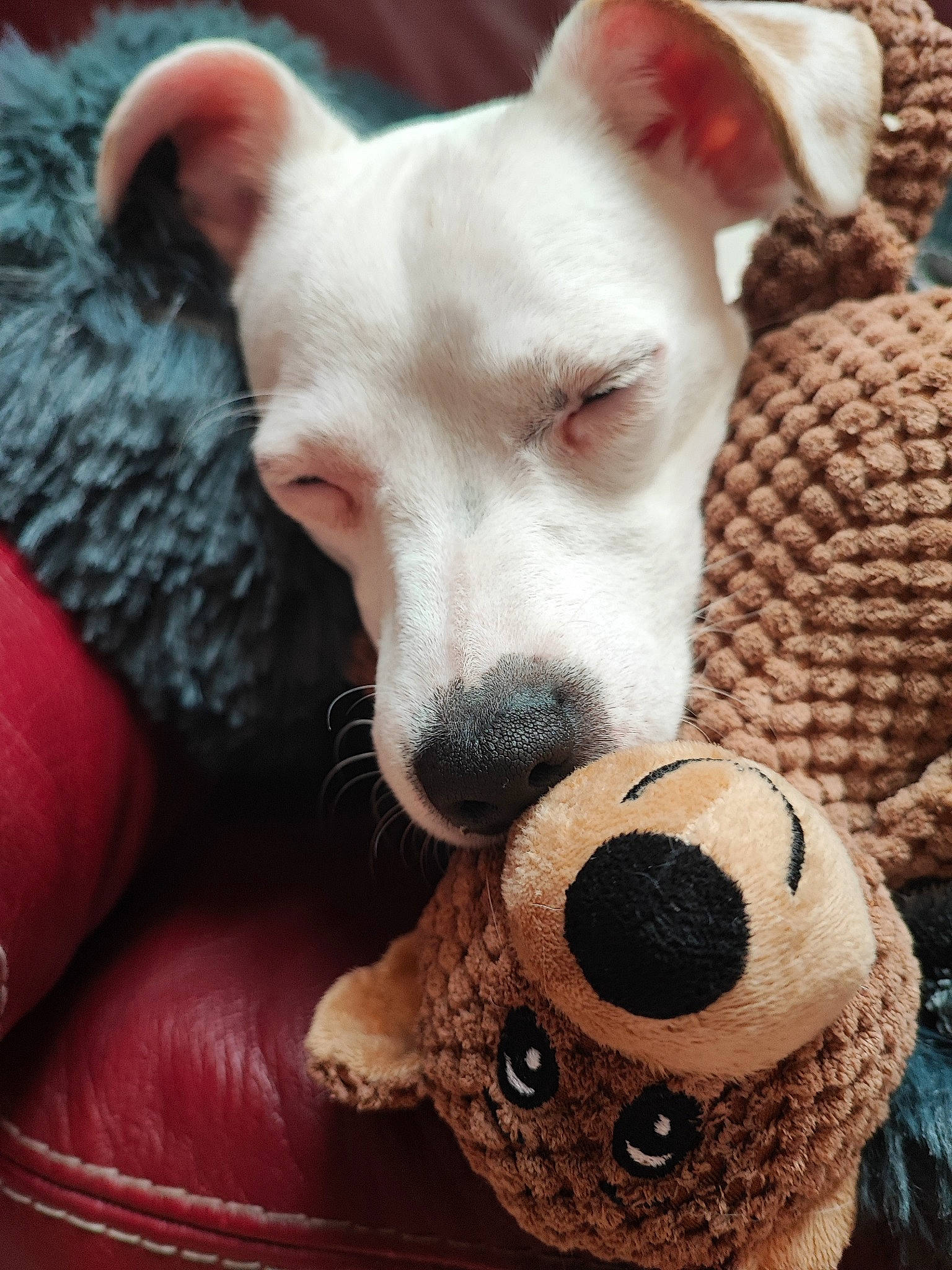 Lola participe au concours pour gagner de l'argent avec cette photo : canidae, carnivore, collar, comfort, companion_dog, couch, dog, dog_breed, dog_collar, dog_supply, fawn, fur, linens, mammal, paw, snout, sporting_group, vertebrate, whiskers, wood