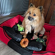 Lucky a rejoint le concours — aidez-le/la à gagner de superbes lots ! dog, pet_bed, toy, plush_toy, chew_toy, wooden_cabinet, radiator, floor, fur, animal, indoor, cozy, brown_fur, alert, small_dog, canine, comfort, home, domestic, cute
