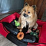 dog, pet_bed, toy, plush_toy, chew_toy, wooden_cabinet, radiator, floor, fur, animal, indoor, cozy, brown_fur, alert, small_dog, canine, comfort, home, domestic, cute