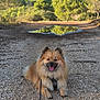 Lucky a rejoint le concours — aidez-le/la à gagner de superbes lots ! dog, leash, path, rocks, trees, greenery, puddle, reflection, sky, sunlight, outdoor, nature, happy, pet, fluffy, canine, summer, daytime, forest, smiling
