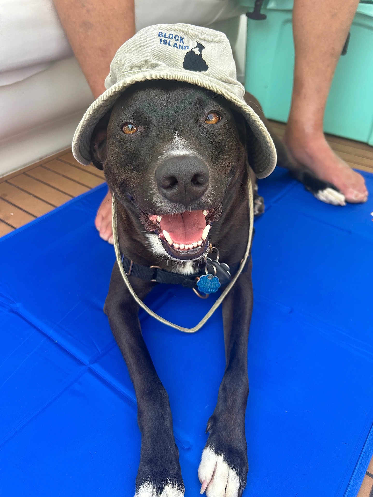 Zeus is registered to the contest to win money with this photo: dog, black_dog, white_paws, hat, bucket_hat, smiling, tongue_out, blue_mat, wooden_deck, bare_feet, legs, collar, dog_tag, pet, outdoor, relaxed, happy, canine, animal, companion