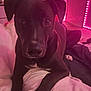 Zeus joined the competition — help win amazing prizes! dog, black_dog, pet, indoor, bed, blanket, cozy, pink_lighting, led_lights, room, curious, portrait, animal, canine, fur, ears, paws, relaxed, domestic, companion