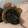 dog, black_dog, pet, bed, bedding, pillow, headband, ears, costume, indoors, cute, animal, resting, lying_down, soft_texture, cozy, portrait, face, fur, sleepy