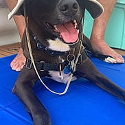 Zeus is registered to the contest to win money with this photo: dog, black_dog, hat, bucket_hat, blue_mat, tongue_out, collar, tags, happy, pet, indoor, relaxed, person_legs, barefoot, floor, close_up, front_paws, resting, smiling, canine