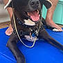 dog, black_dog, hat, bucket_hat, blue_mat, tongue_out, collar, tags, happy, pet, indoor, relaxed, person_legs, barefoot, floor, close_up, front_paws, resting, smiling, canine